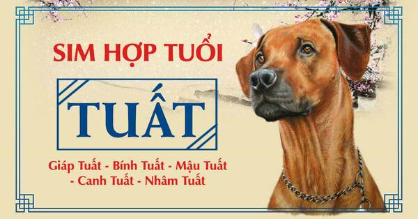 Sim Hợp Tuổi Tuất - Tổng Hợp Số Đẹp Cho Người Tuổi Tuất